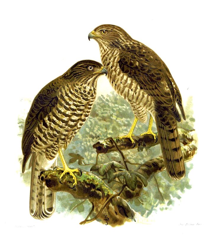 Frances's Sparrowhawk