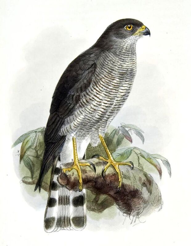 Ovambo Sparrowhawk