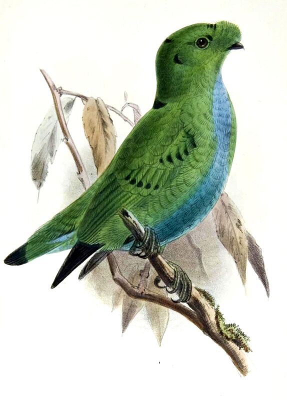 Hose's Broadbill