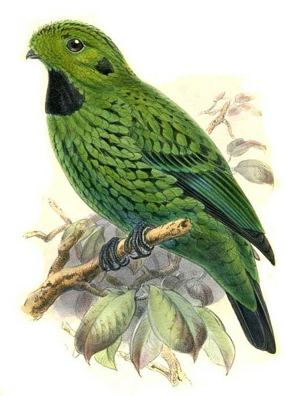 Whitehead's Broadbill