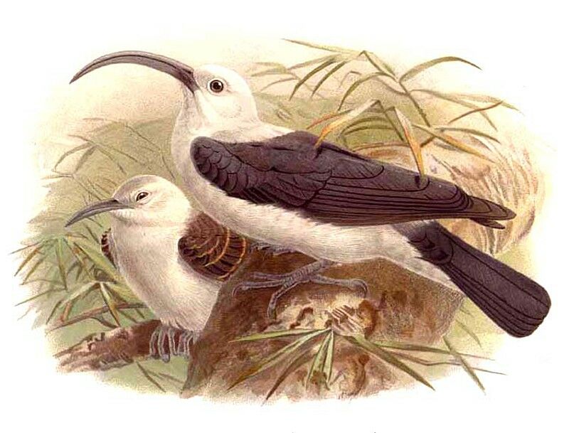 Sickle-billed Vanga