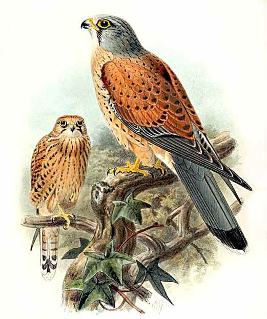 Common Kestrel