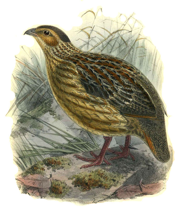 Francolin à bandes grises