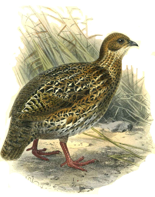 Chestnut-naped Spurfowl