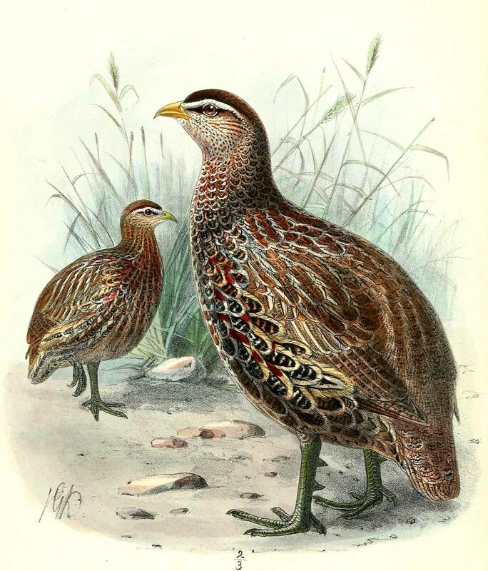 Double-spurred Spurfowl