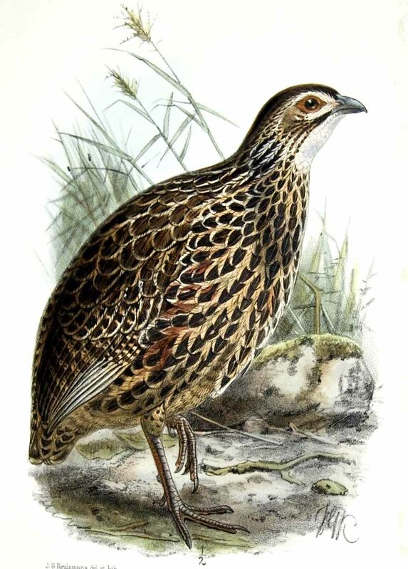 Francolin de Clapperton