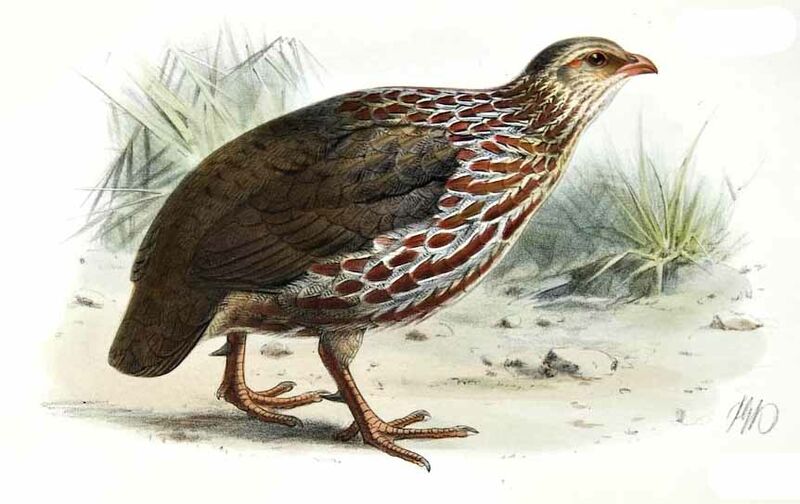 Francolin de Jackson