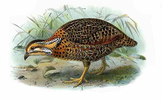 Francolin de Shelley