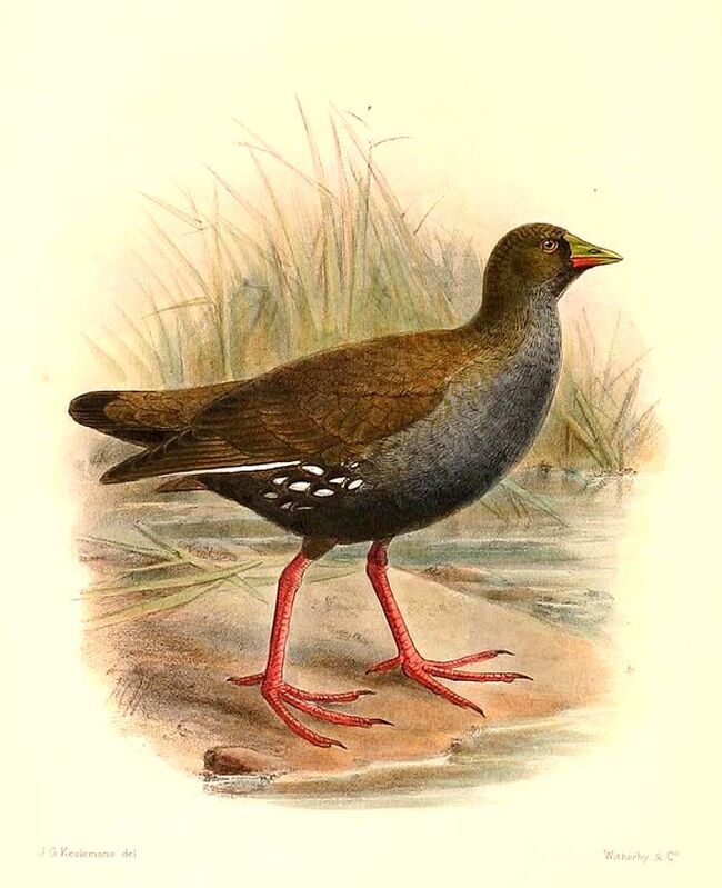 Lesser Moorhen