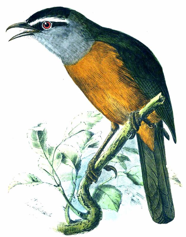 Palani Laughingthrush