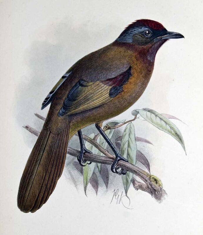 Malayan Laughingthrush