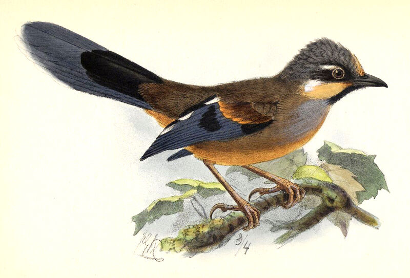 Variegated Laughingthrush