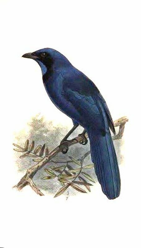 Black-collared Jay