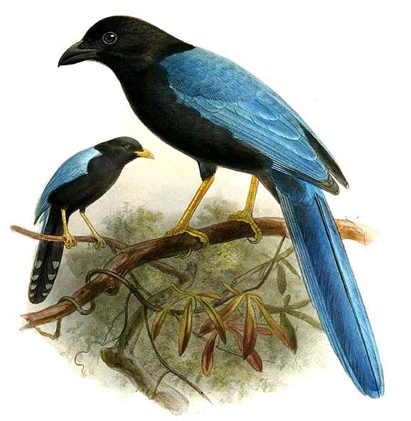 Yucatan Jay