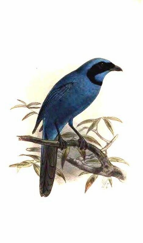 Turquoise Jay