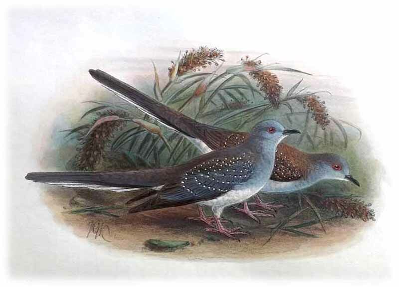 Diamond Dove