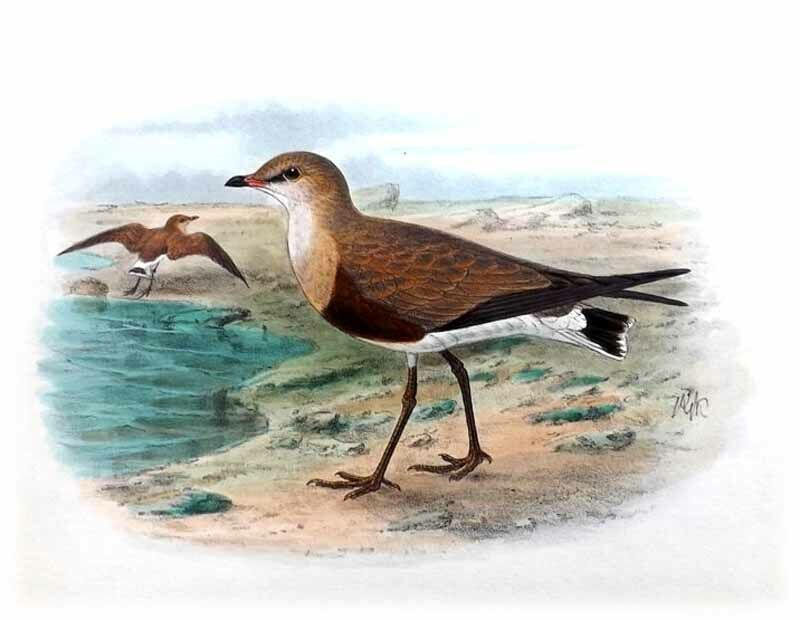 Australian Pratincole