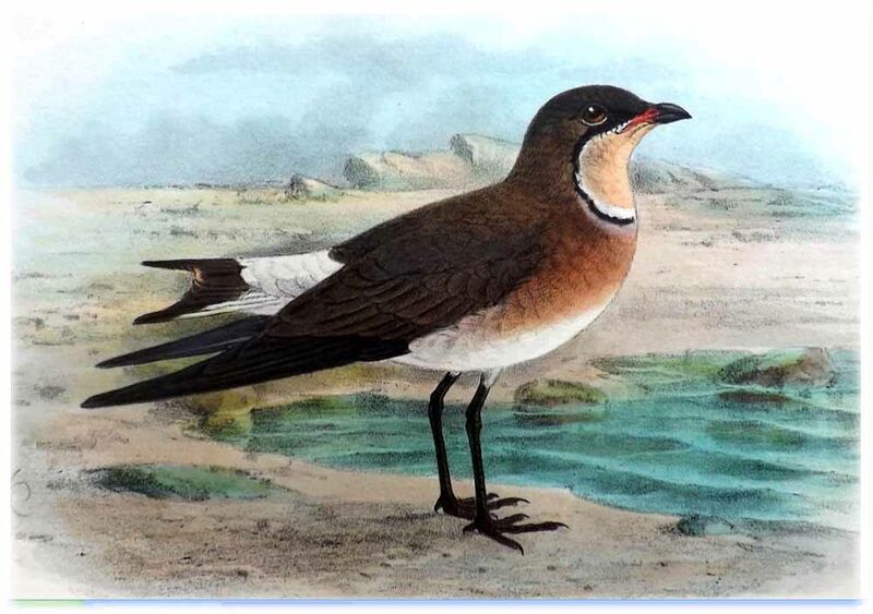 Oriental Pratincole