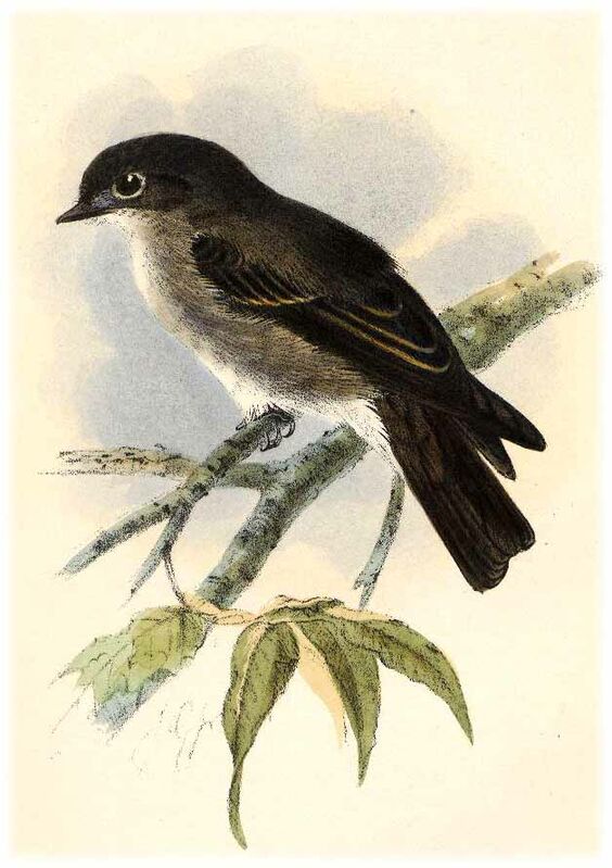 Dark-sided Flycatcher