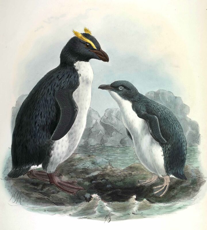 Macaroni Penguin