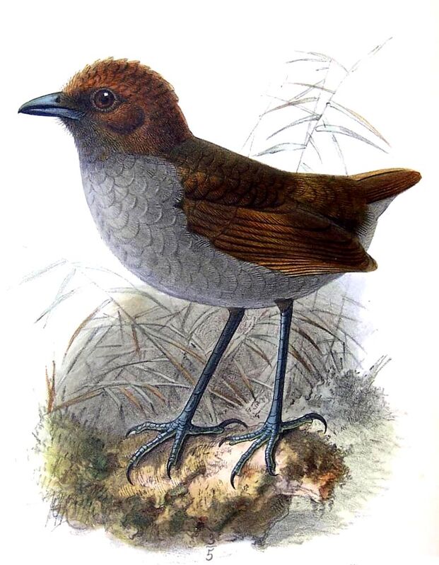 Chestnut-crowned Antpitta