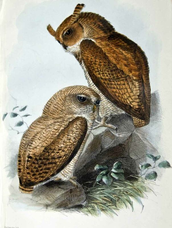 Fraser's Eagle-Owl