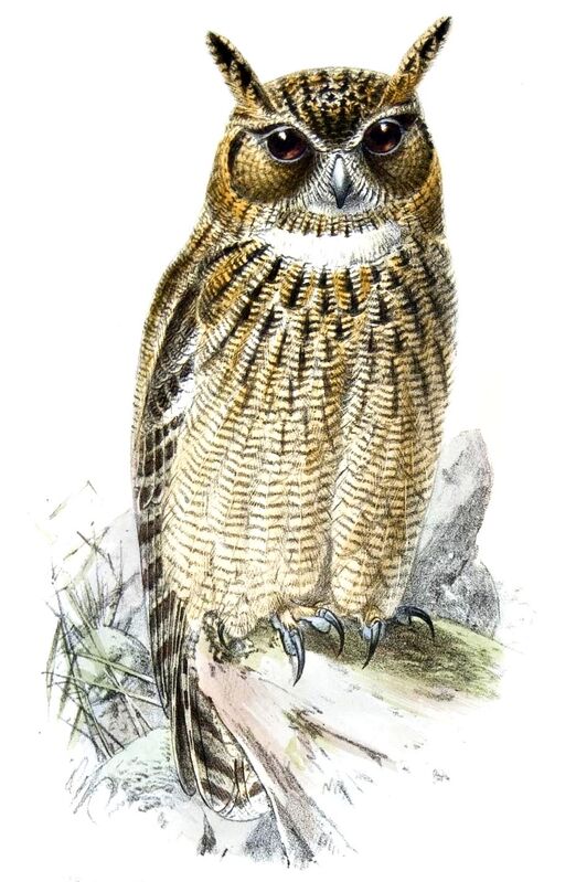 Spotted Eagle-Owl