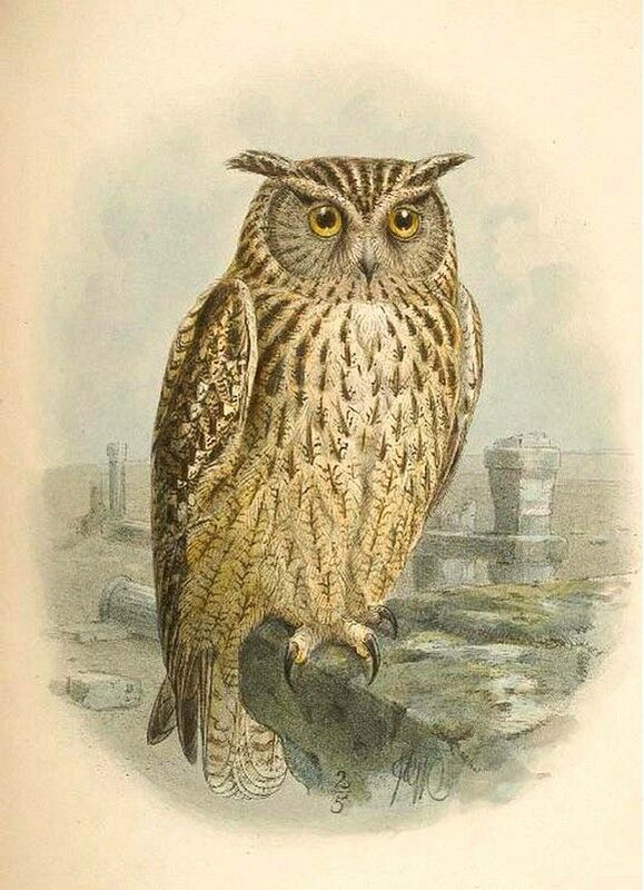 Pharaoh Eagle-Owl