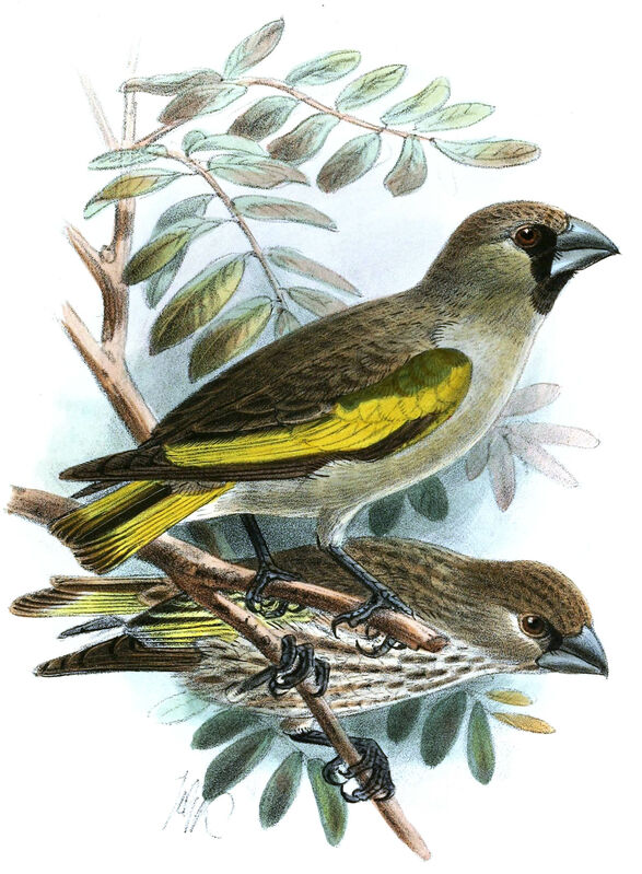 Somali Golden-winged Grosbeak