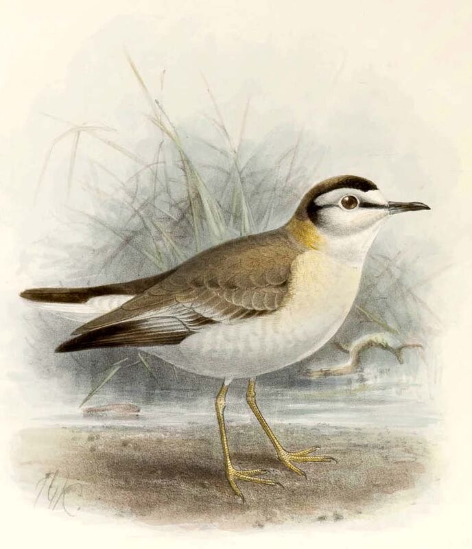 White-fronted Plover