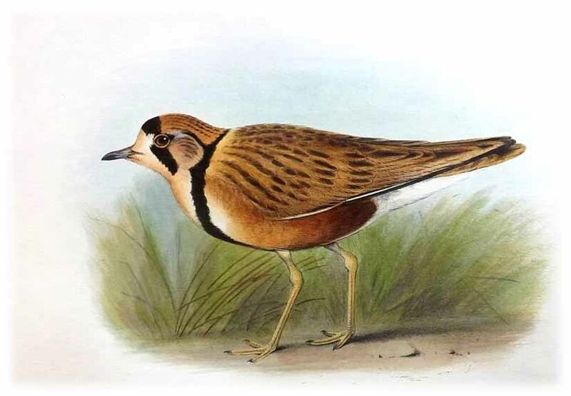 Inland Dotterel