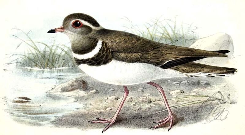 Forbes's Plover