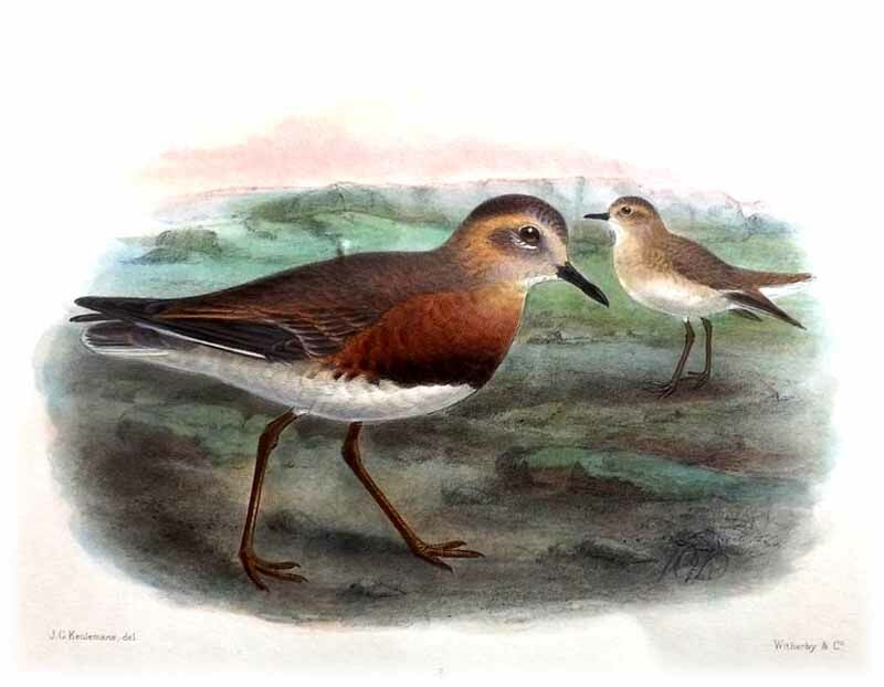 Oriental Plover