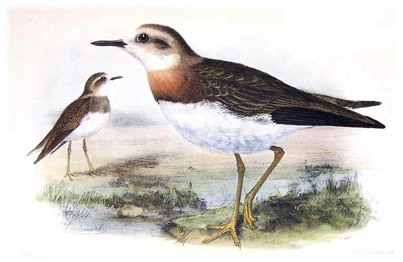 Oriental Plover