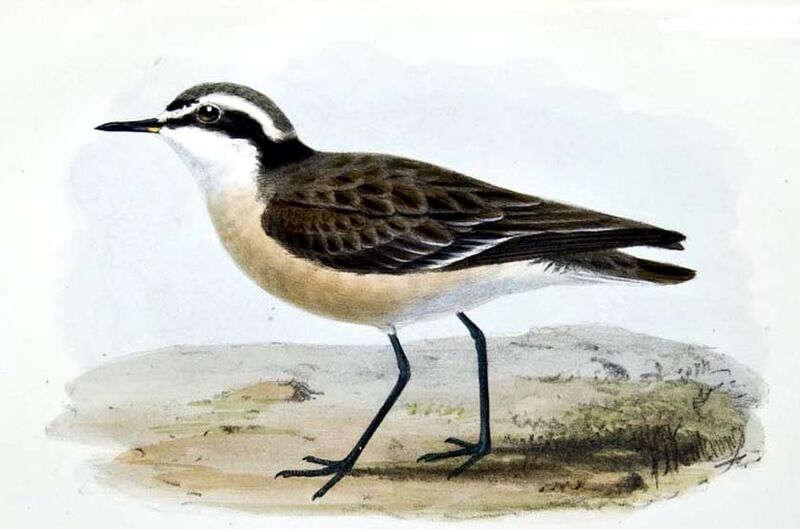 Kittlitz's Plover