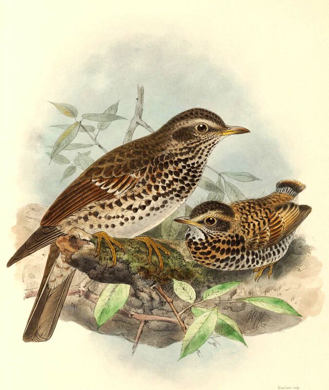 Dusky Thrush