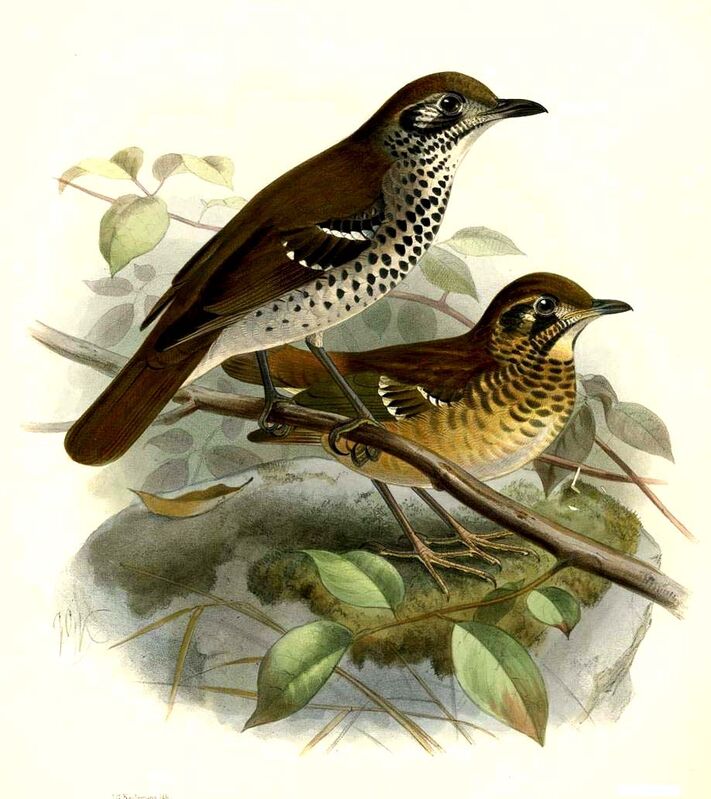 Spot-winged Thrush