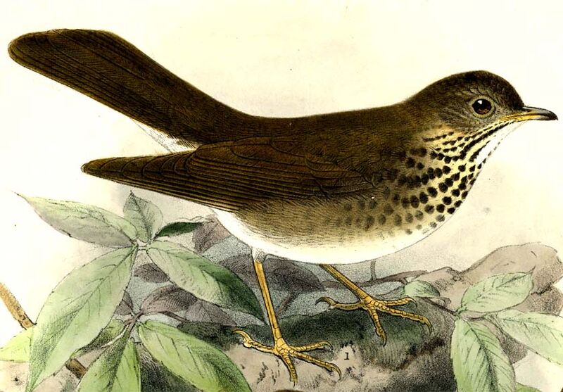 Grey-cheeked Thrush