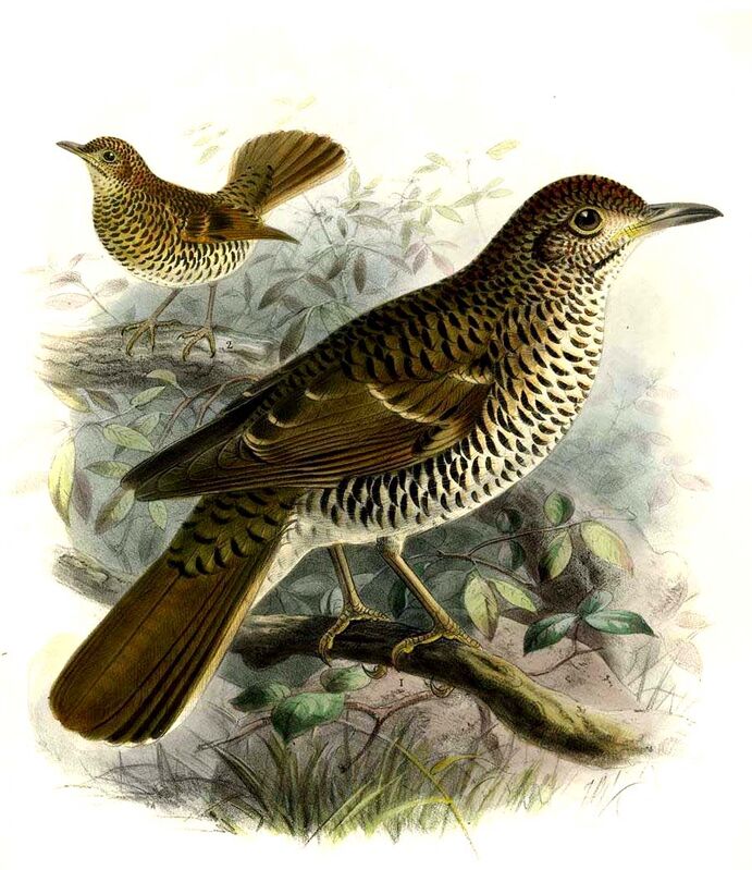 Bassian Thrush