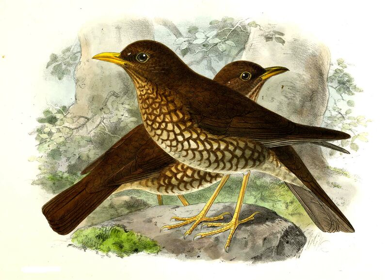 Forest Thrush