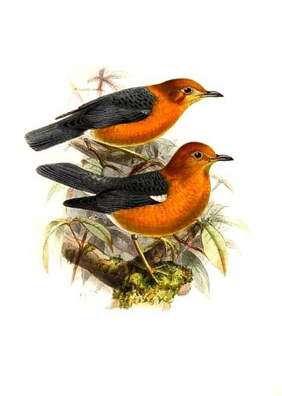 Orange-headed Thrush