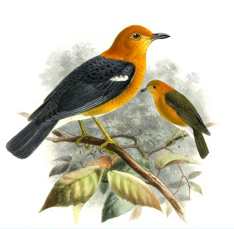 Orange-headed Thrush