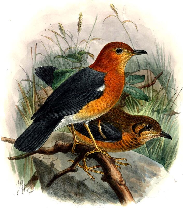 Orange-headed Thrush