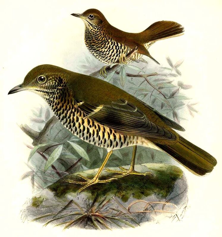 Long-tailed Thrush