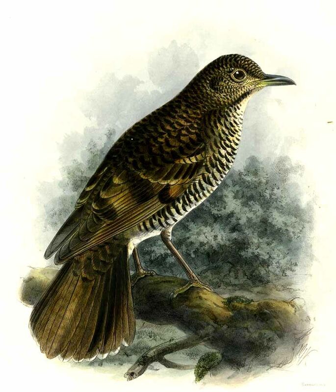 Scaly Thrush (horsfieldi)