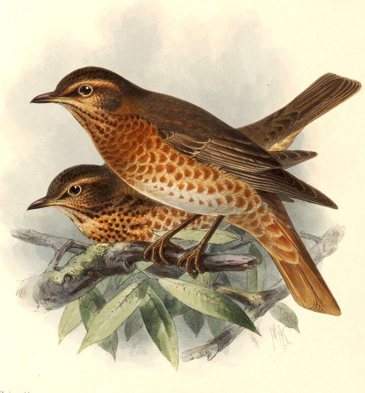 Naumann's Thrush