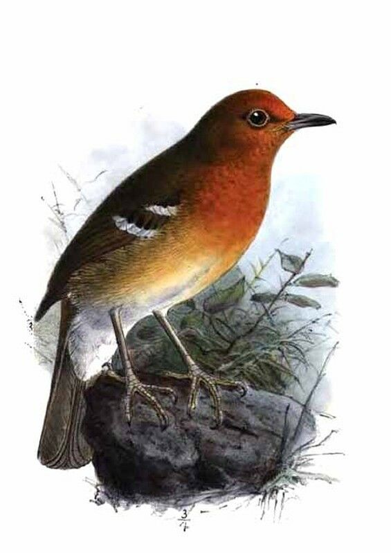 Abyssinian Ground Thrush