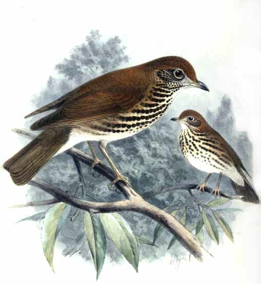 Wood Thrush