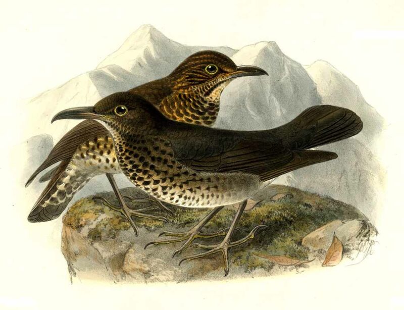 Long-billed Thrush