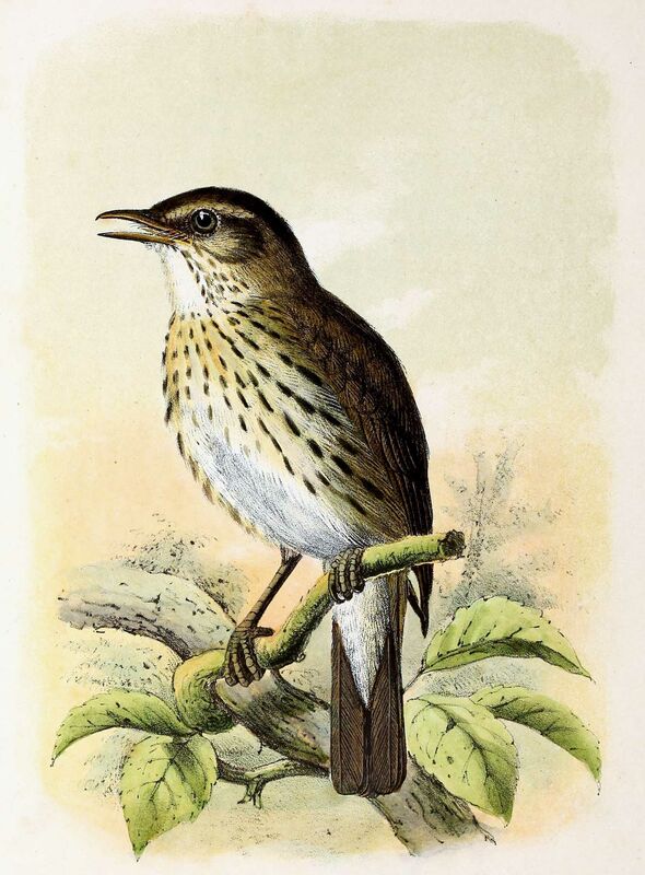 Song Thrush